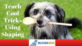 Dog Tricks Using Shaping - Professional Dog Training Tips