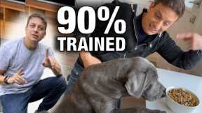 How To Get Your Dog 90% Trained with This ONE EASY Skill