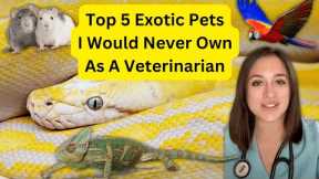 Top 5 Exotic Pets I Would NOT Get as an Exotic Animal Veterinarian