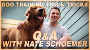 Dog Training Tips and Tricks! Q&A With Nate Schoemer
