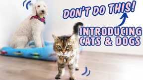 How to Introduce Dogs & Cats SAFELY 🐱🐶 What to AVOID