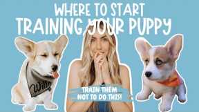 5 Things to Teach Your Puppy FIRST | How To Train Your Corgi Puppy