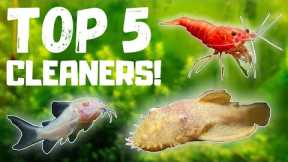 Top 5 BEST Fish Tank Cleaners!