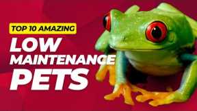 Top 10 Cool Low Maintenance Pets for the Classroom