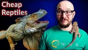 Top 5 Cheapest Reptiles | Are Cheap Reptiles Actual Cheap?