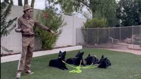 Training 4 Young Dogs At Once.. Part 1