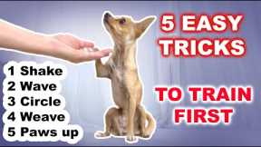 5 EASY Dog Tricks to GET STARTED training your dog TRICKS!