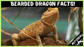 25 Crazy Bearded Dragon Facts that Will Blow Your Mind!