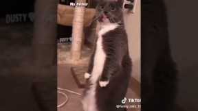 Daily life of a cat😂 #fy #fypシ #trending #funny #funnyvideos #trend #tiktok #shortsfeed #lol