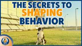 Use These Simple Shaping Hacks To Expedite Your Dog Training #259 #podcast