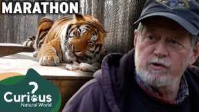 Man-Eating Exotic Pets & Fascinating Owner Stories | Predator Pets | Curious?: Natural World