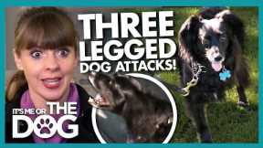 Three-Legged Dog Has a Hidden Aggressive Side!😱 | It's Me or The Dog