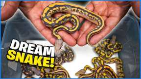 Hatching Our Dream Snake!