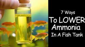 Ammonia In Fish Tanks - How To Lower Permanently 🙌