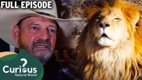 Extraordinary Exotic Pet Owners Share Their Experiences | Curious?: Natural World