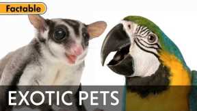 Do Exotic Animals Make Good Pets?