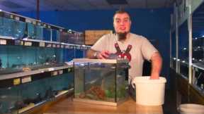 Fishkeeping Tips - How To Perform A Water Change On An Aquarium