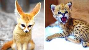 10 Cutest Exotic Animals You Can Own As Pets