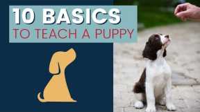 Dog Training Basics 10 Things You Should Teach A Puppy