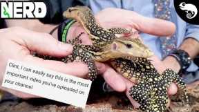 Reptile Taming - Building a Relationship of Trust With Your Pet