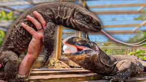 Exploring Reptile Paradise! Introducing Our New Monitor Lizards (Roughneck & Black Throat)