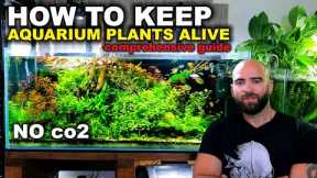 How To Keep Low Tech Aquarium Plants Alive - Comprehensive Guide 2022