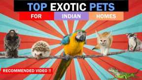 BEST EXOTIC PETS INDIA | Unique Pets India | Rare Pets India | The Tails Tales | All About Pets