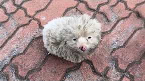 A dirty spotted dog curled up,staring at me intently in the cold wind, it begging me to take it home