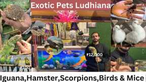 EXOTIC PETS LUDHIANA | IGUANA | DELIVERY ANYWHERE IN INDIA | ANIMALS | BIRDS & MORE #viral