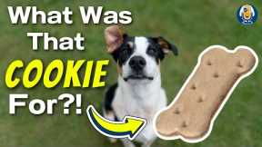 What Was That Cookie For?! When Positive Reinforcement In Dog Training Goes Wrong #256 #podcast