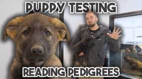 How to TEST Puppies & Read Pedigrees