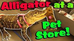 My Alligator Picks out a New Toy at the Pet Store!