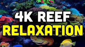 Reef and Relax in 4K! STUNNING Saltwater Aquarium from RAD!