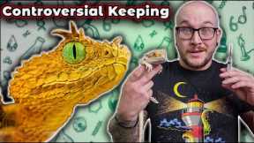 You Probably Wont Watch This Video About Reptile Experimentation... But You Should!
