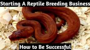 Starting a Reptile Breeding Business and How to Be Successful