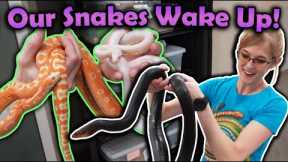 Waking up Snakes from Hibernation!