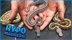 The Color On These Snakes Are Unreal ! Hypo Combos!