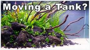 How to Move a Fish Tank and Minimize Fish Stress!