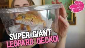 My SUPER GIANT Leopard Gecko! Unboxing And Her New Custom Enclosure