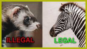 Exotic Pets Legal in California (Mammals and Birds)