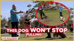 How To Stop Dog Pulling! (Dog Nation Tips) w/ Cesar Millan!