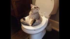 Cat training: Amazing! Cats using toilet compilation 2017