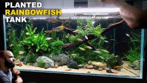 Making A Clean Jungle Aquarium For My Rainbowfish