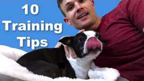 10 Boston Terrier Dog Training Tips - Puppies & Adults