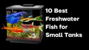 The 10 Best Freshwater Fish for Small Tanks