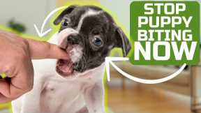 How To Stop Puppy Biting Easily