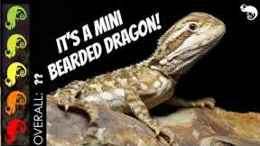 Rankin's Dragon, The Best Pet Lizard?