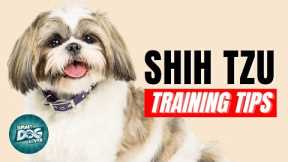 How to Train Your Shih Tzu | Best Shih Tzu Puppy Training Tips