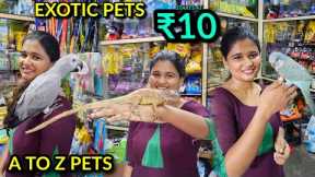 Exotic pet 💥🤯 starts at 10 | A to Z pet accessories