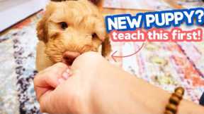3 EASY Things You NEED to Teach Your Puppy 🐶 Any puppy can learn this!